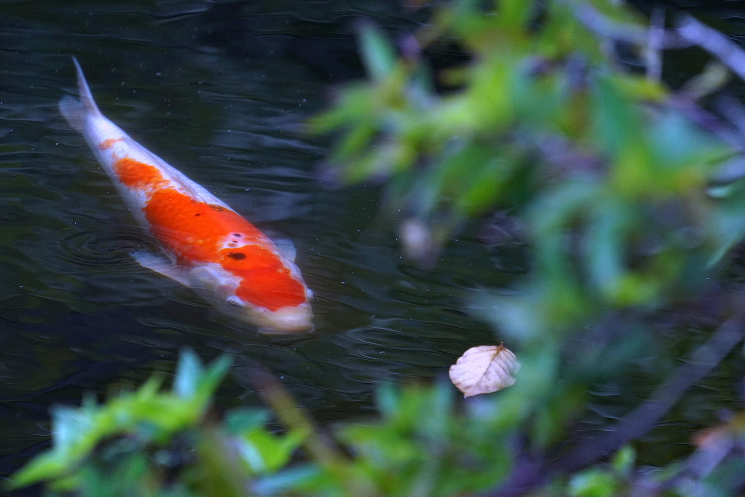 陳永鑑_錦鯉遊緃_20200805d.jpg