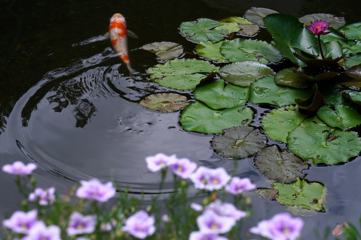 陳永鑑_錦鯉遊緃_20200805b.jpg