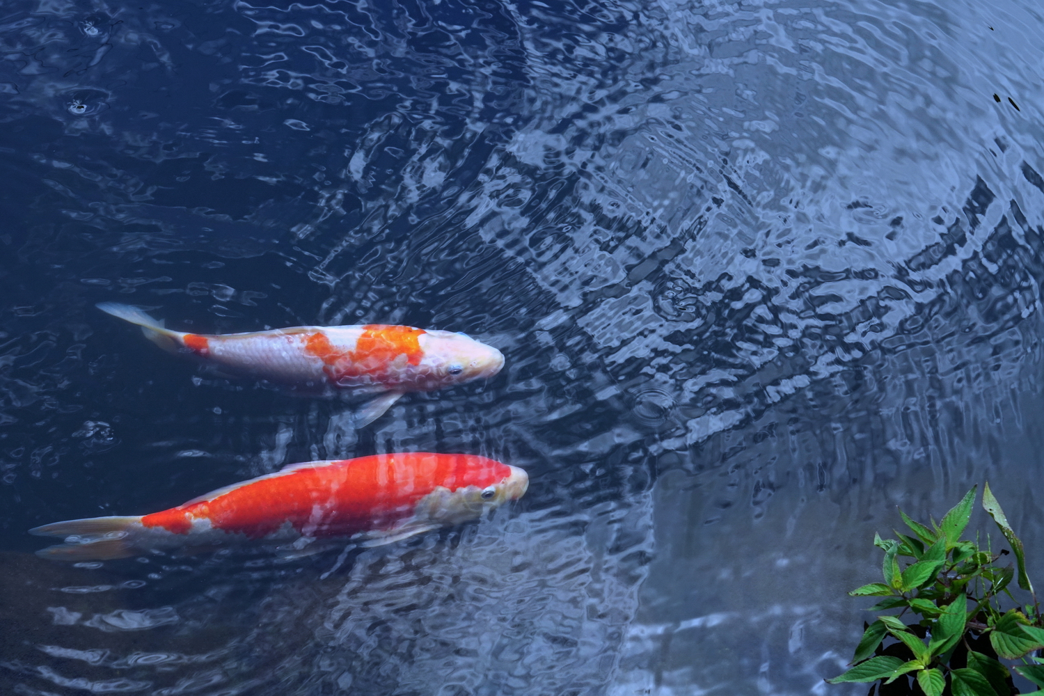 陳永鑑_錦鯉遊緃_20200805a.jpg