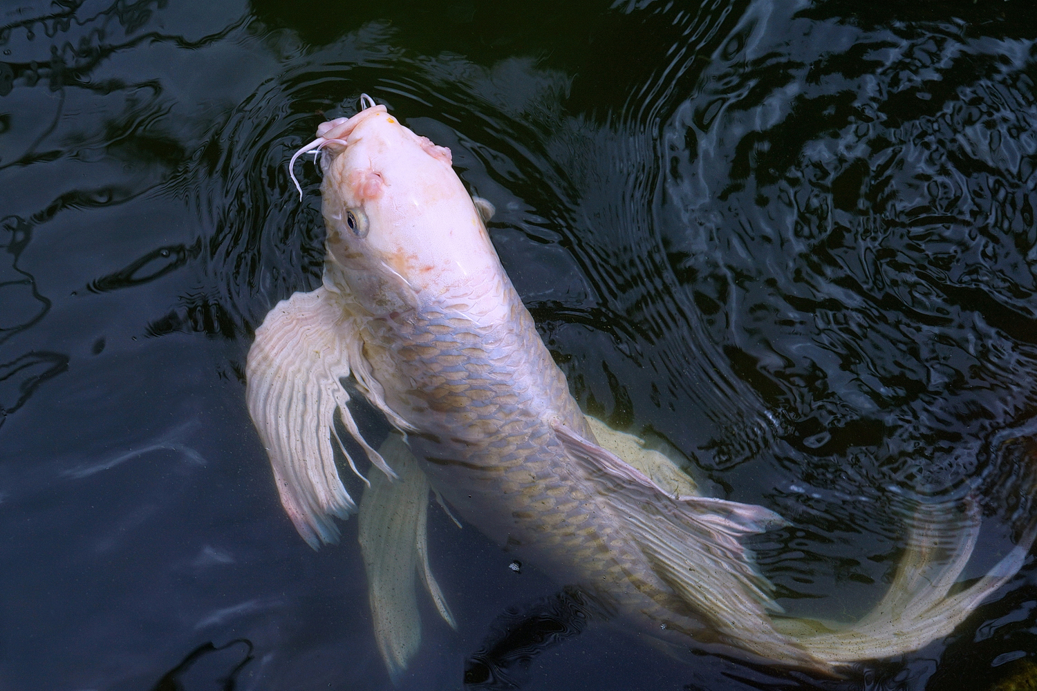 陳永鑑_錦鯉遊緃_20200805n.jpg
