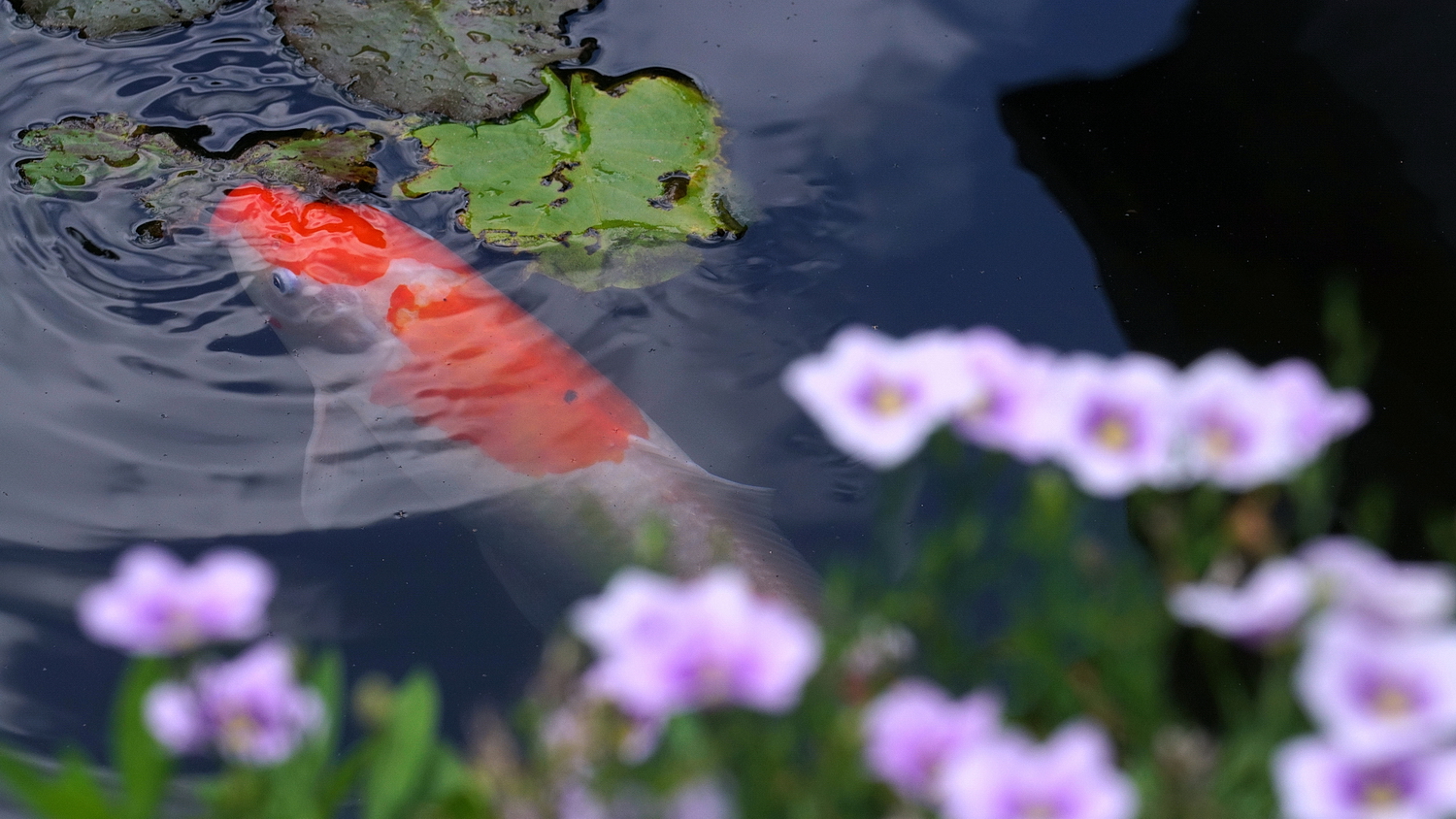 陳永鑑_錦鯉遊緃_20200805l.jpg