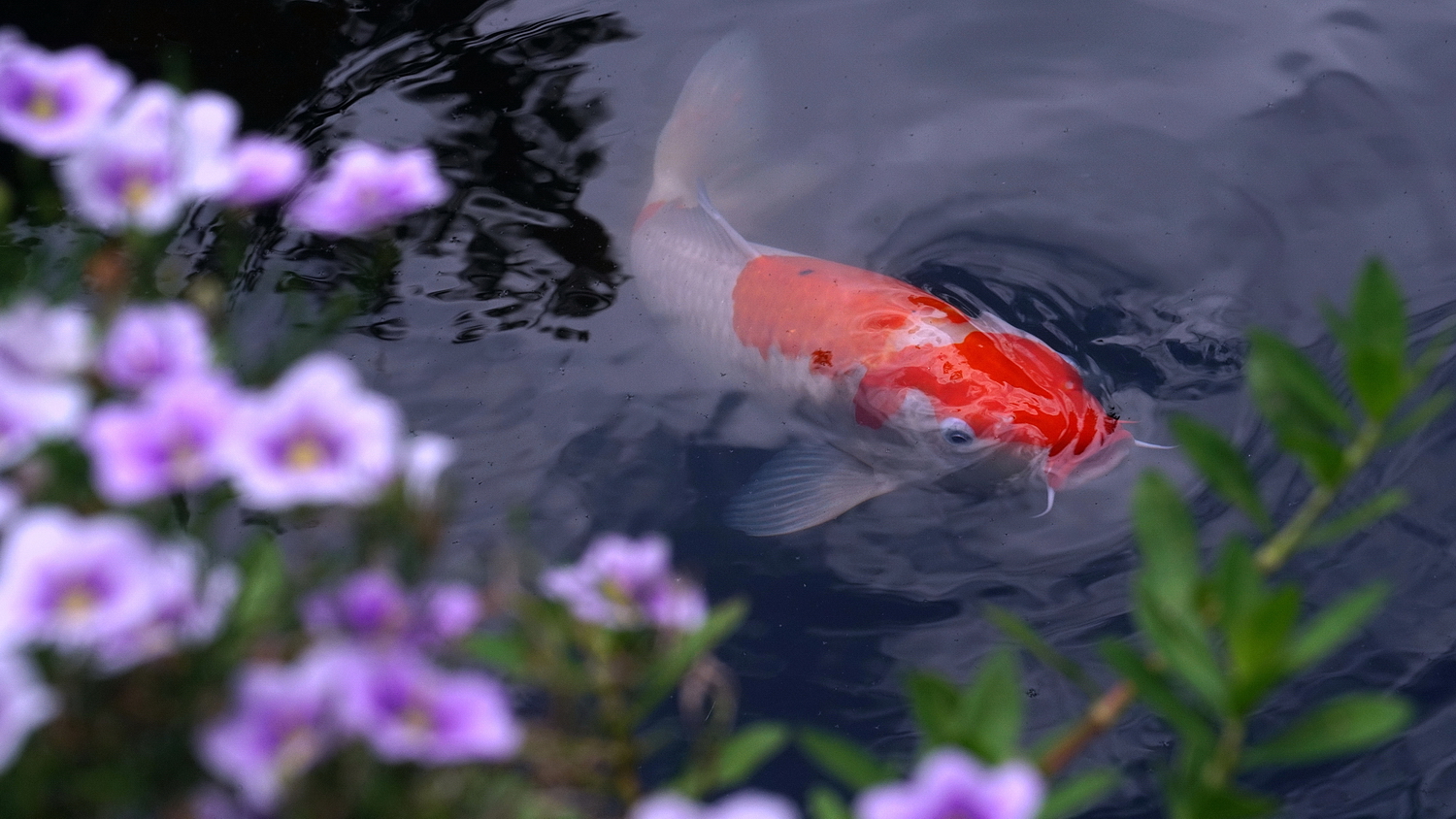 陳永鑑_錦鯉遊緃_20200805k.jpg