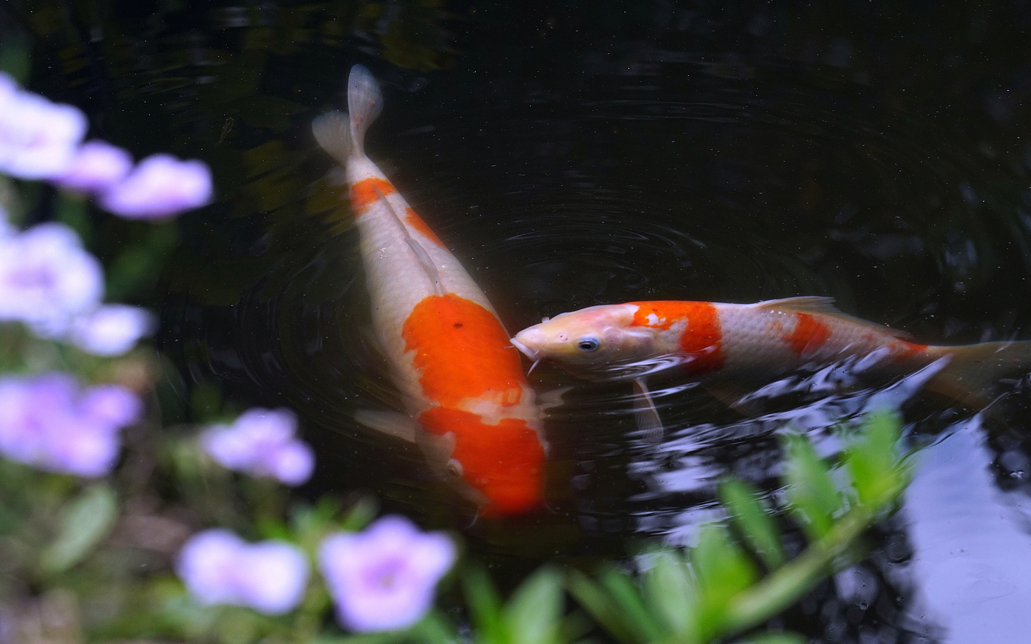 陳永鑑_錦鯉遊緃_20200805h.jpg