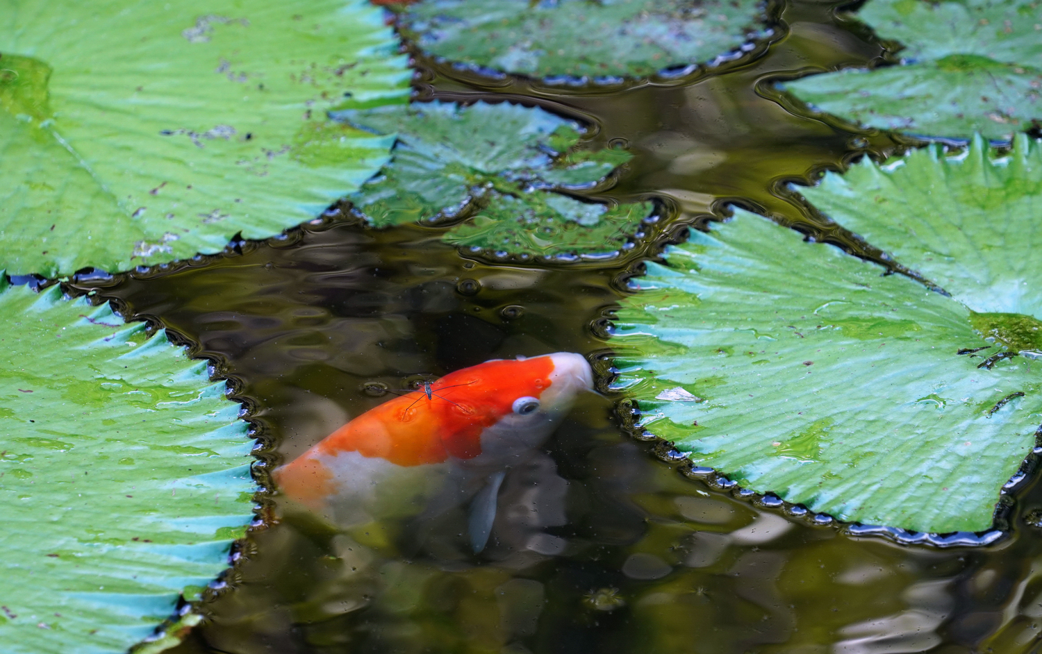陳永鑑_錦鯉遊緃_20200806h.jpg