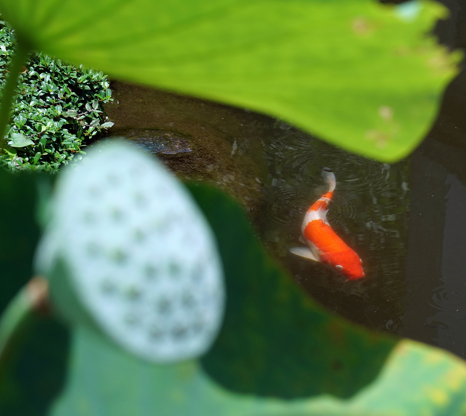 陳永鑑_錦鯉遊緃_20200806e.jpg