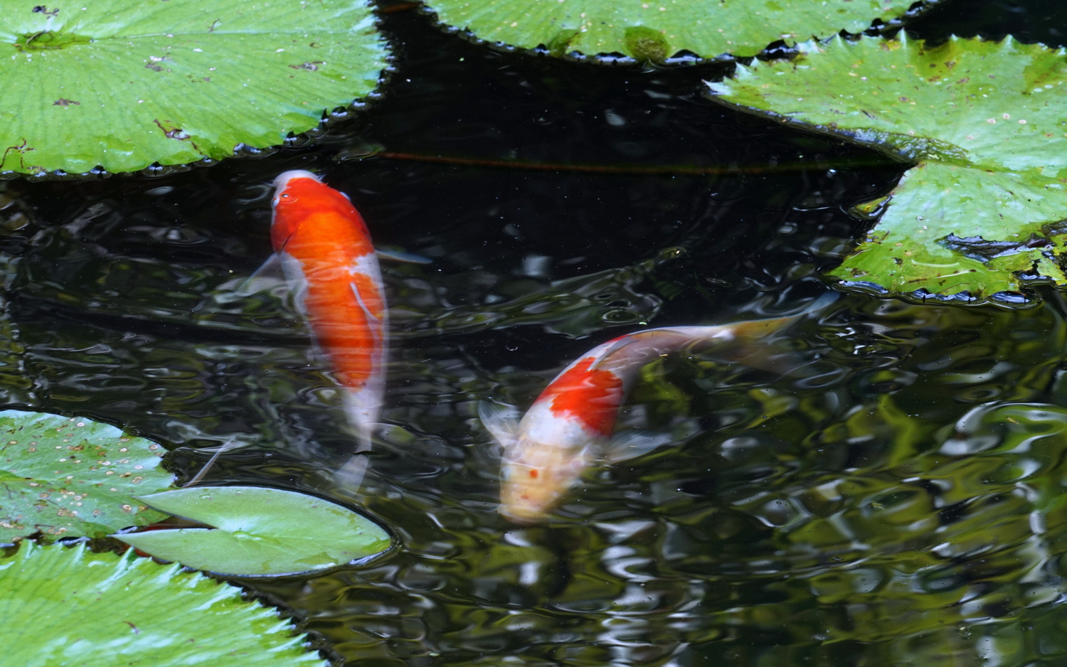 陳永鑑_錦鯉遊緃_20200806f.jpg