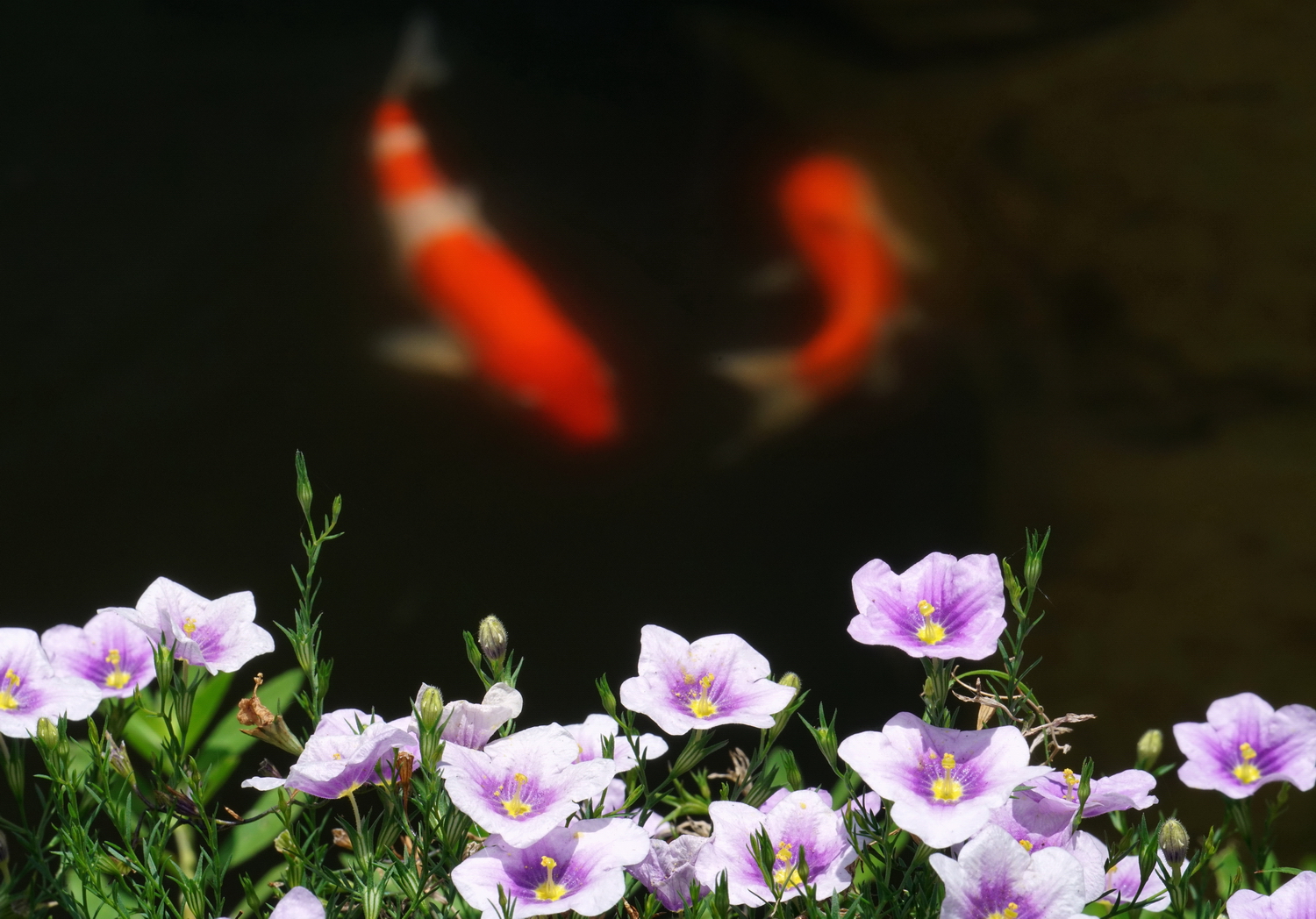 陳永鑑_錦鯉遊緃_20200806d.jpg