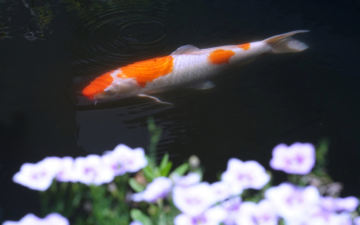 陳永鑑_錦鯉遊緃_20200806c.jpg
