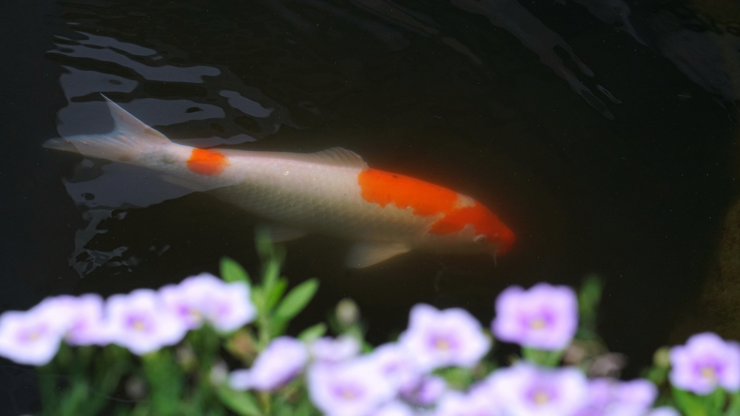 陳永鑑_錦鯉遊緃_20200806b.jpg