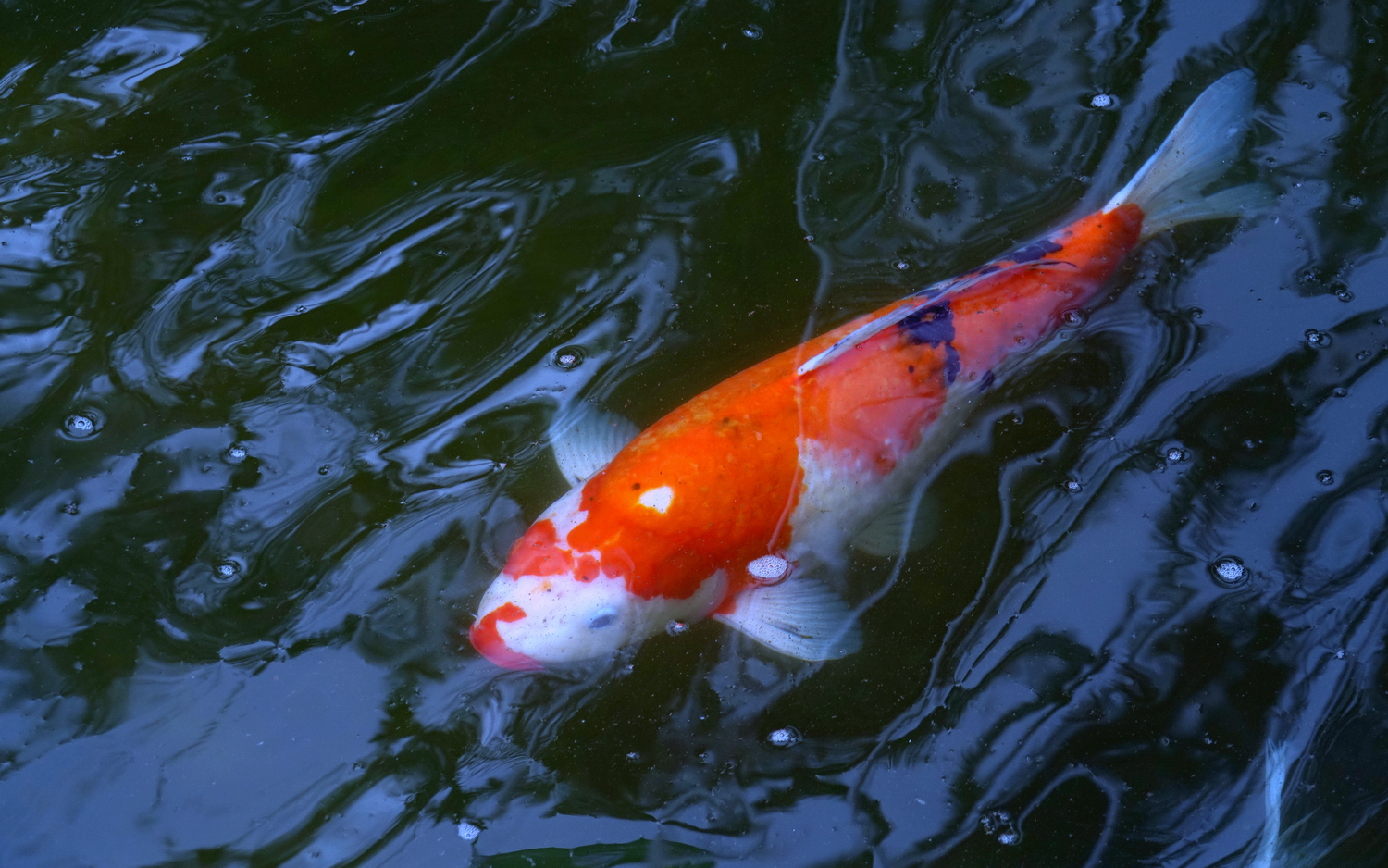 陳永鑑_錦鯉遊緃_20200807e.jpg