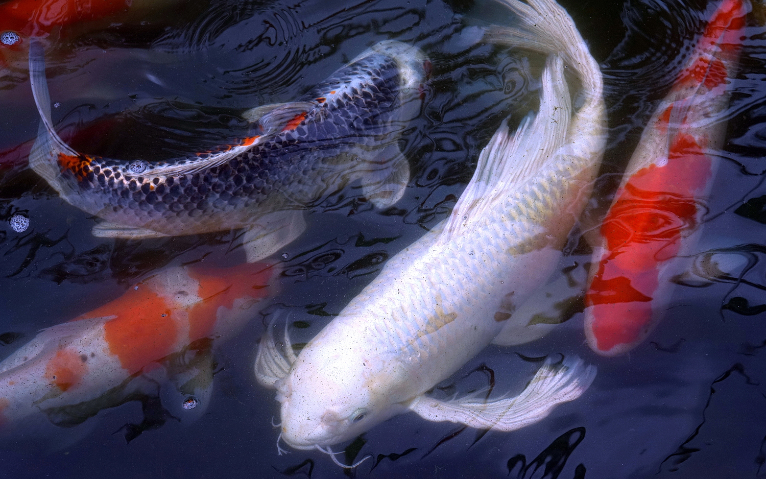 陳永鑑_錦鯉遊緃_20200807d.jpg