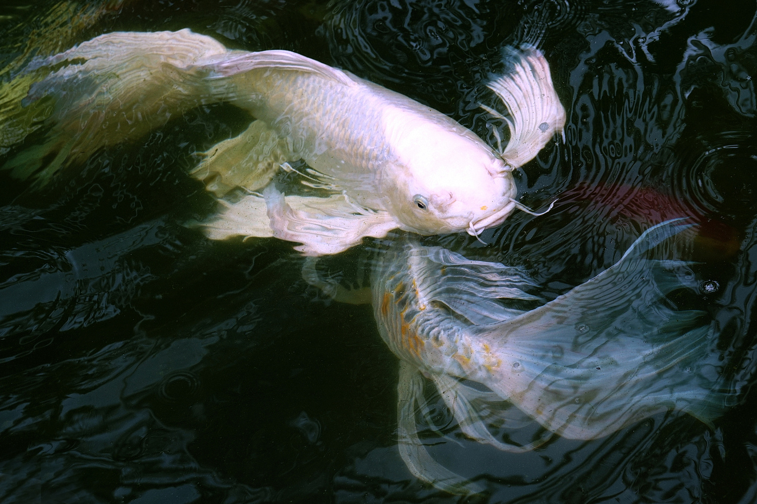 陳永鑑_錦鯉遊緃_20200807a.jpg