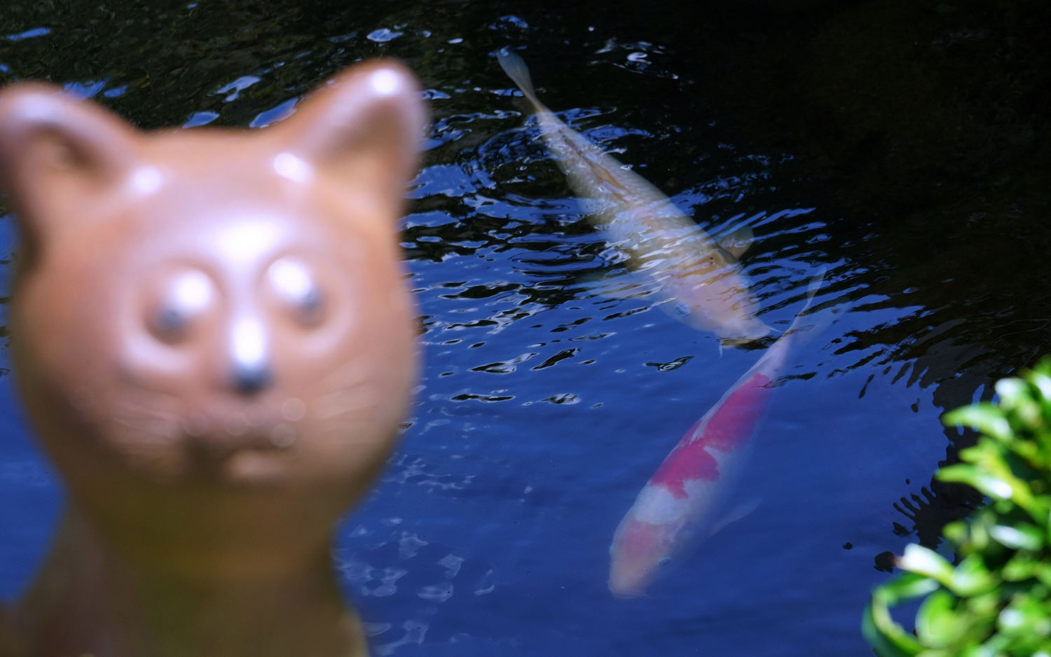 陳永鑑_錦鯉遊緃_20200808c.jpg
