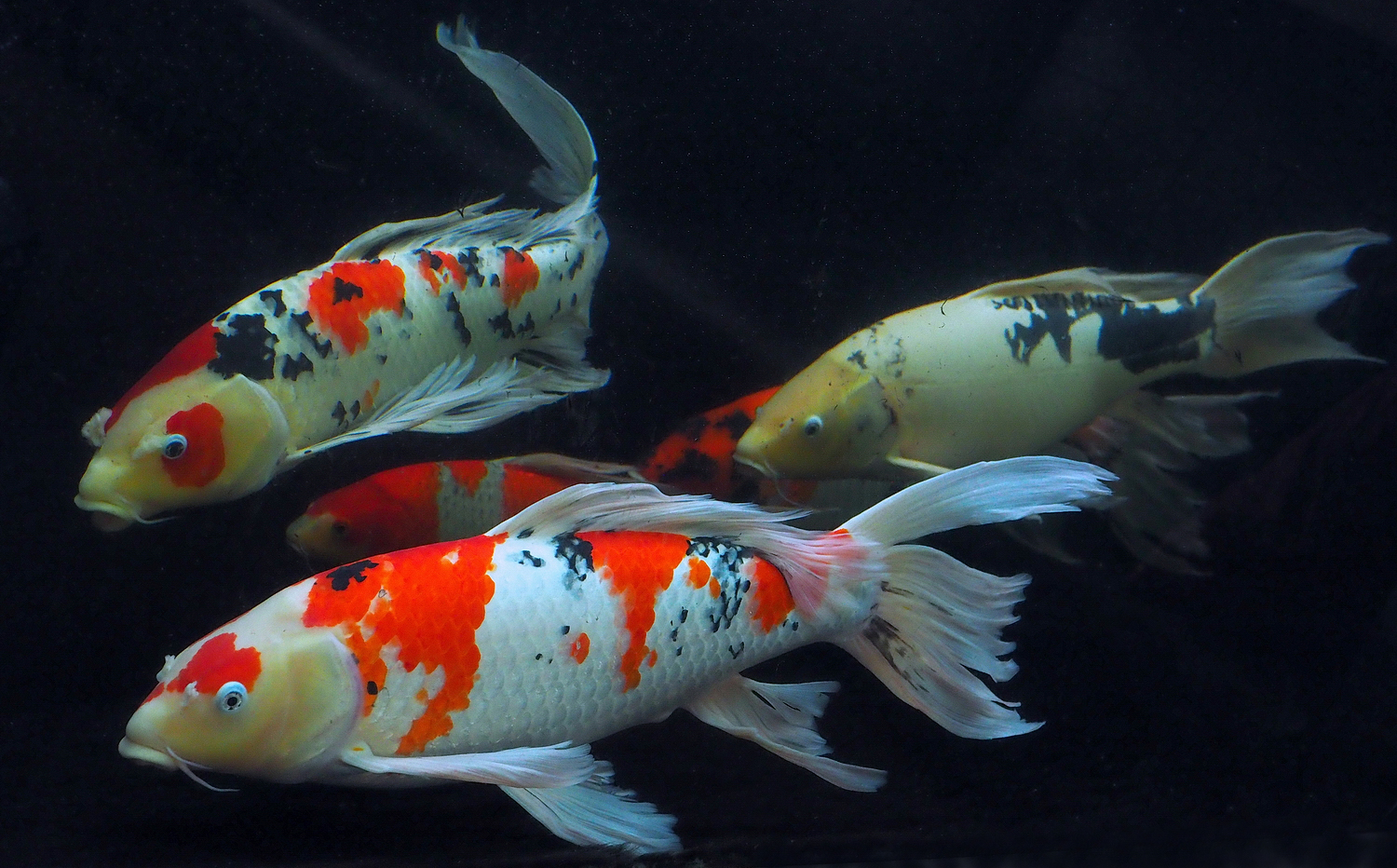陳永鑑_錦鯉遊緃_20200810a.jpg