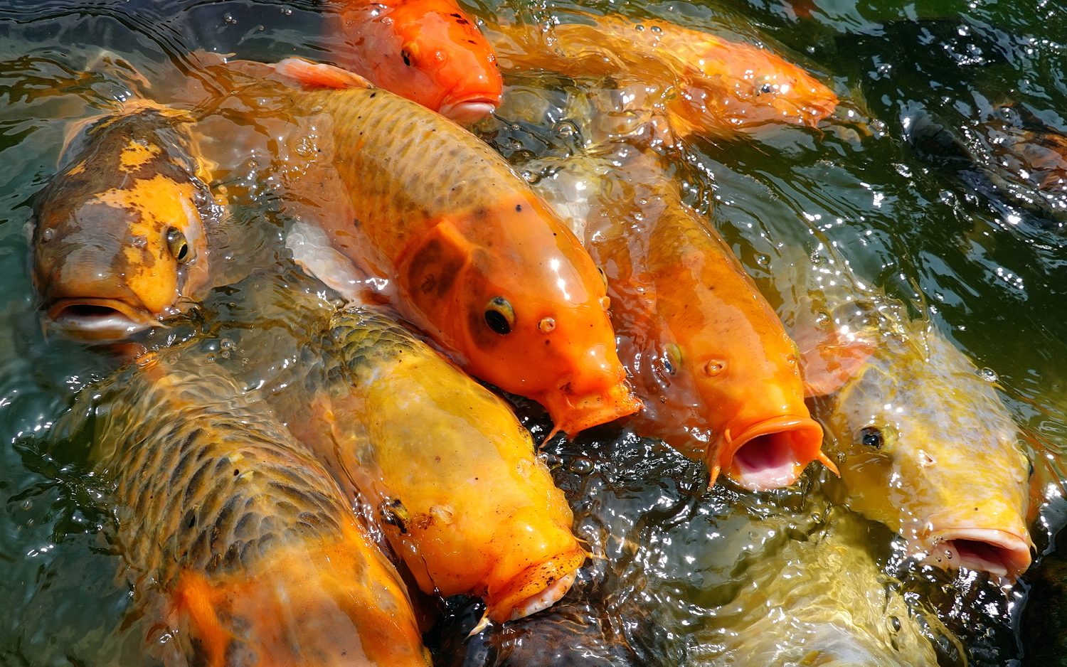 陳永鑑_錦鯉遊緃_20200812c.jpg