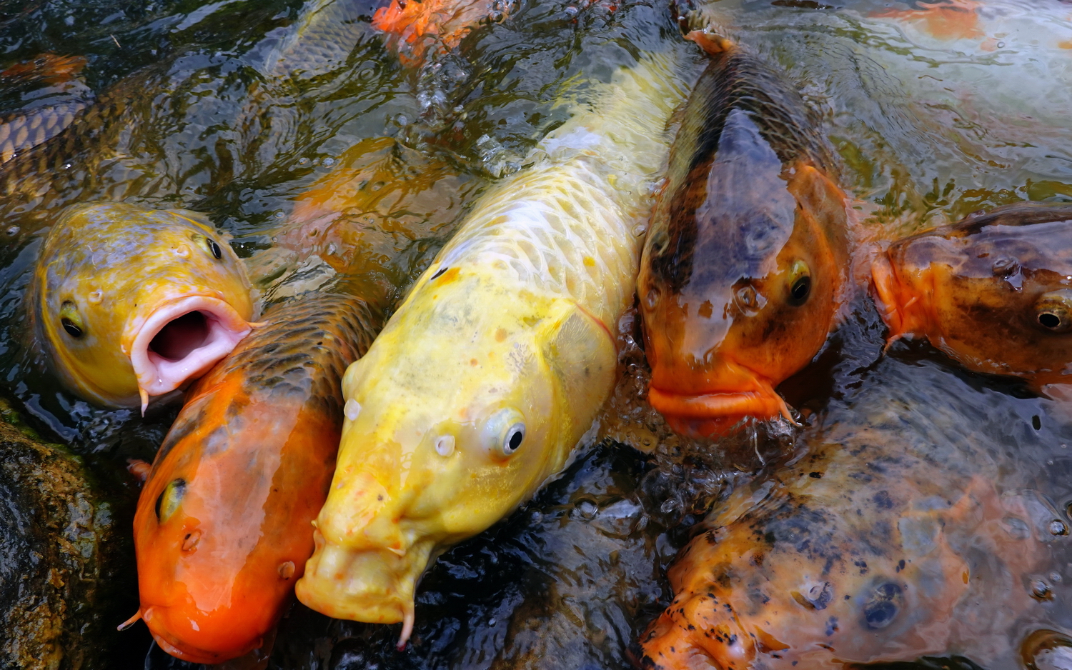 陳永鑑_錦鯉遊緃_20200812b.jpg