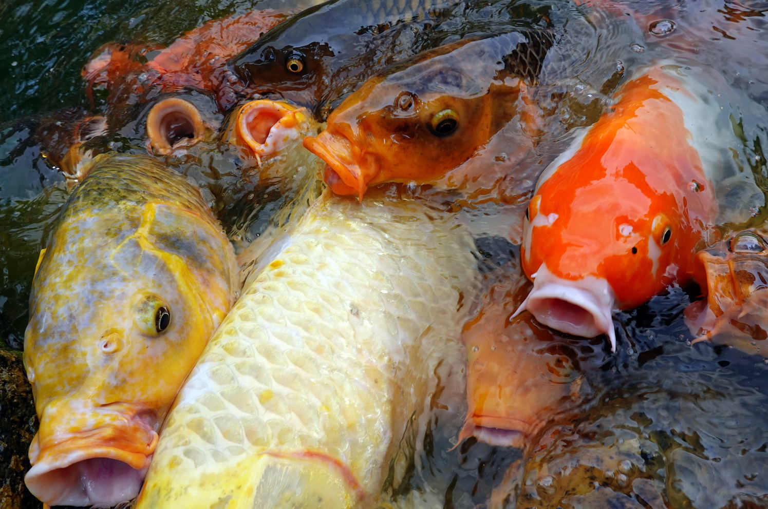 陳永鑑_錦鯉遊緃_20200812a.jpg
