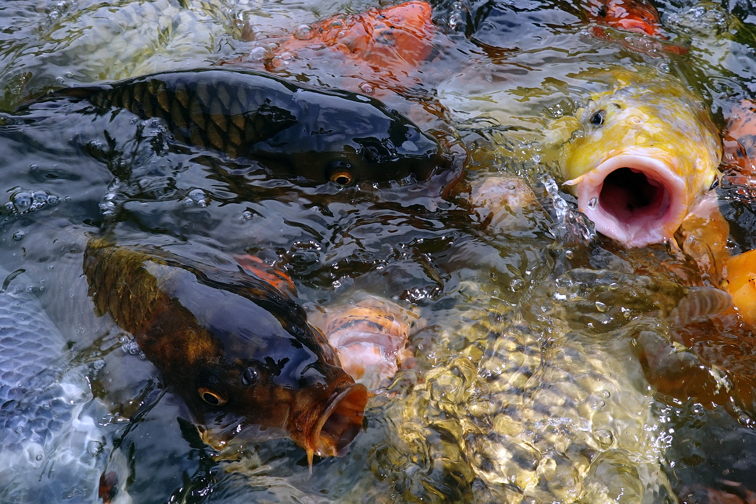 陳永鑑_錦鯉遊緃_20200812l.jpg