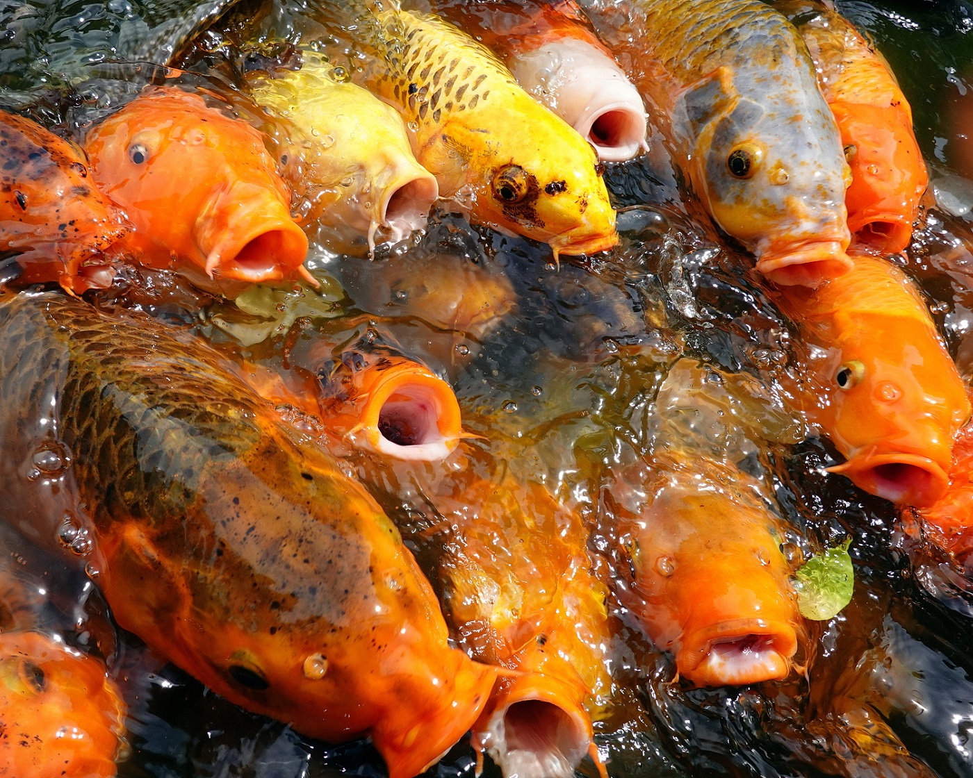 陳永鑑_錦鯉遊緃_20200812u.jpg