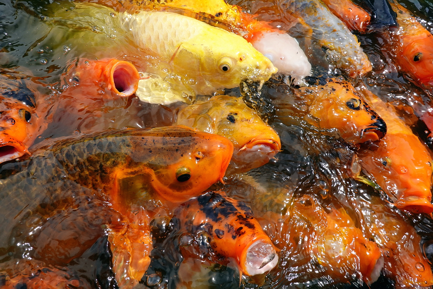 陳永鑑_錦鯉遊緃_20200812t.jpg