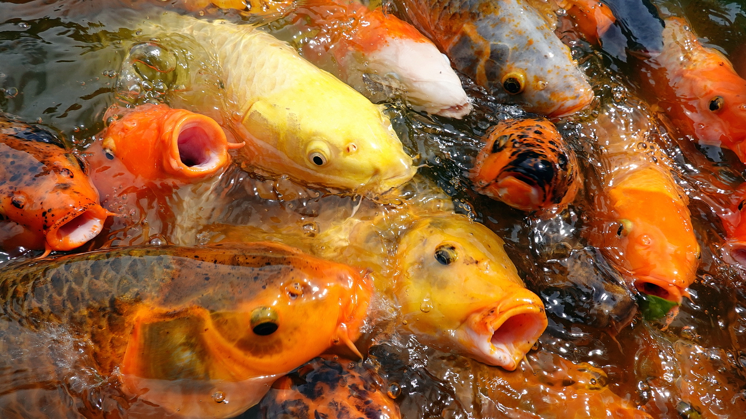 陳永鑑_錦鯉遊緃_20200812s.jpg