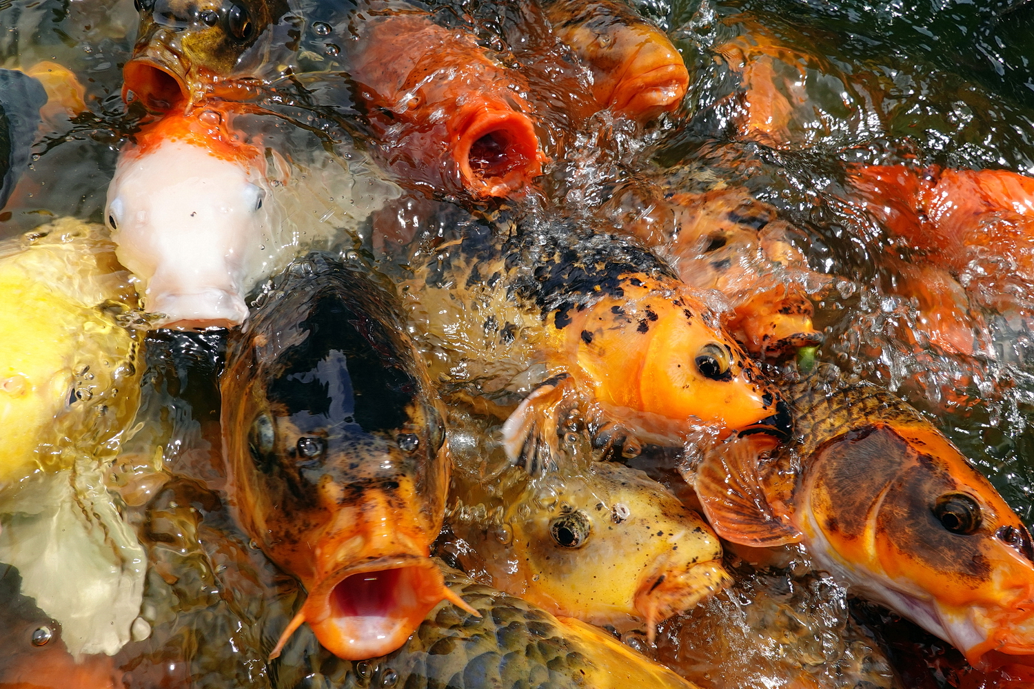 陳永鑑_錦鯉遊緃_20200812p.jpg