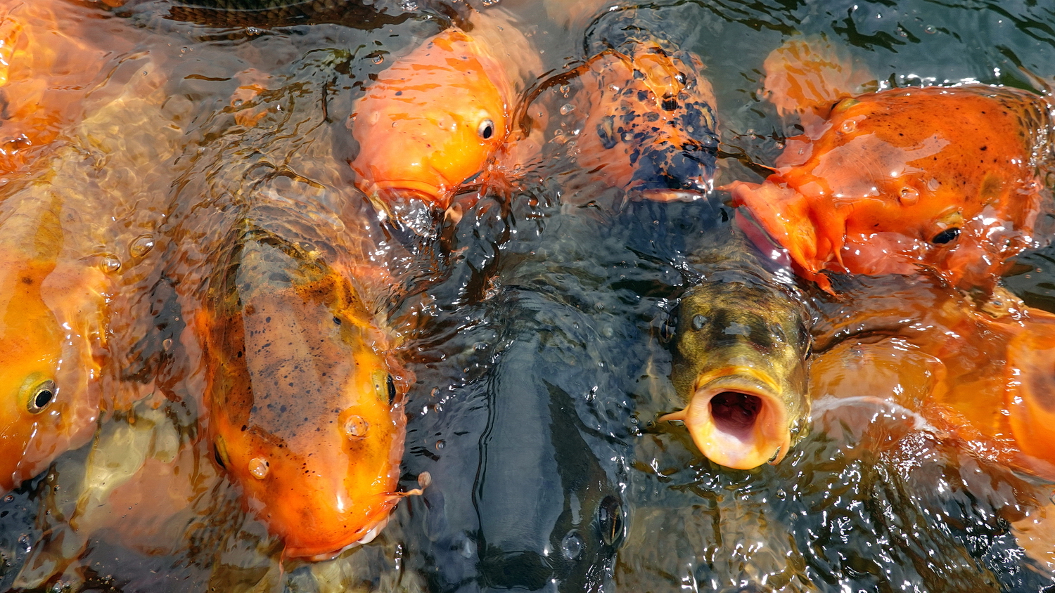陳永鑑_錦鯉遊緃_20200812z.jpg