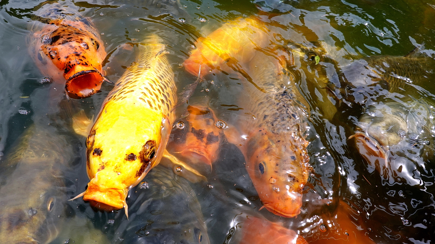 陳永鑑_錦鯉遊緃_20200812x.jpg