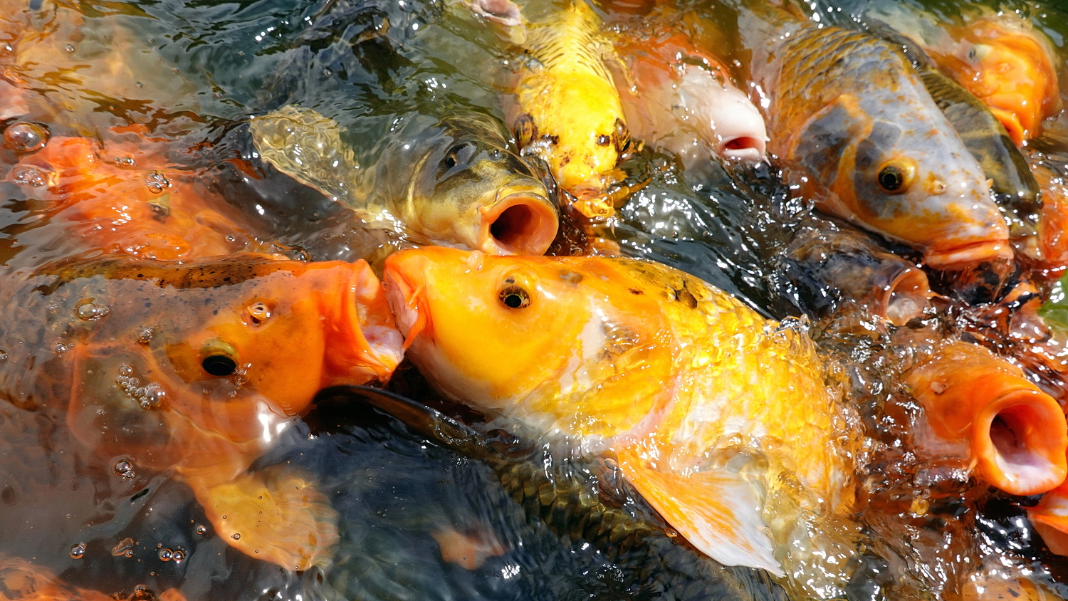 陳永鑑_錦鯉遊緃_20200812v.jpg