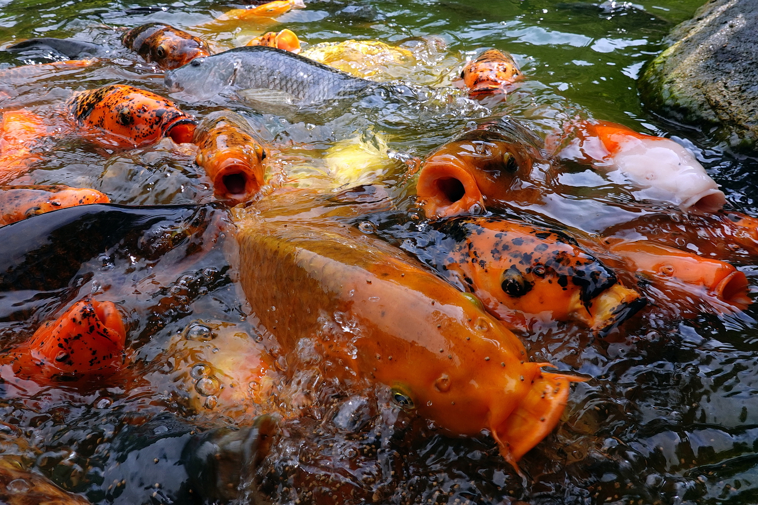 陳永鑑_錦鯉遊緃_20200812z7.jpg