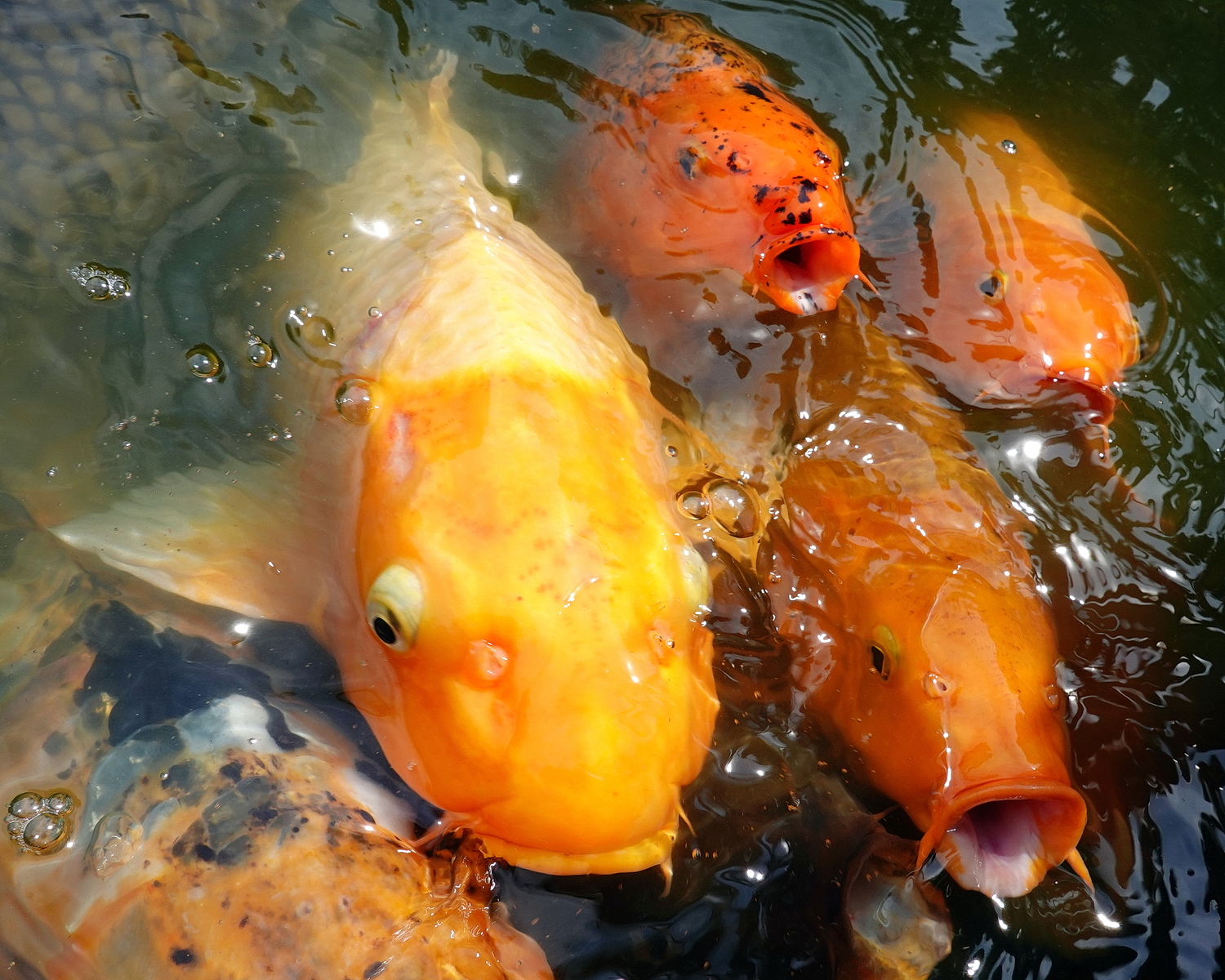 陳永鑑_錦鯉遊緃_20200812z6.jpg