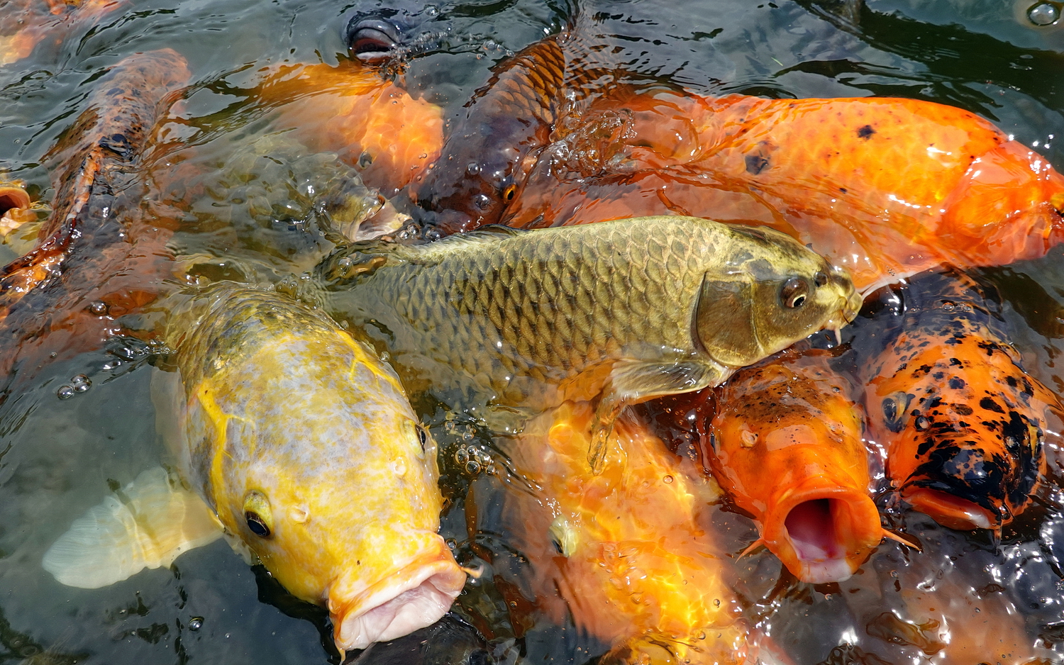 陳永鑑_錦鯉遊緃_20200812z5.jpg