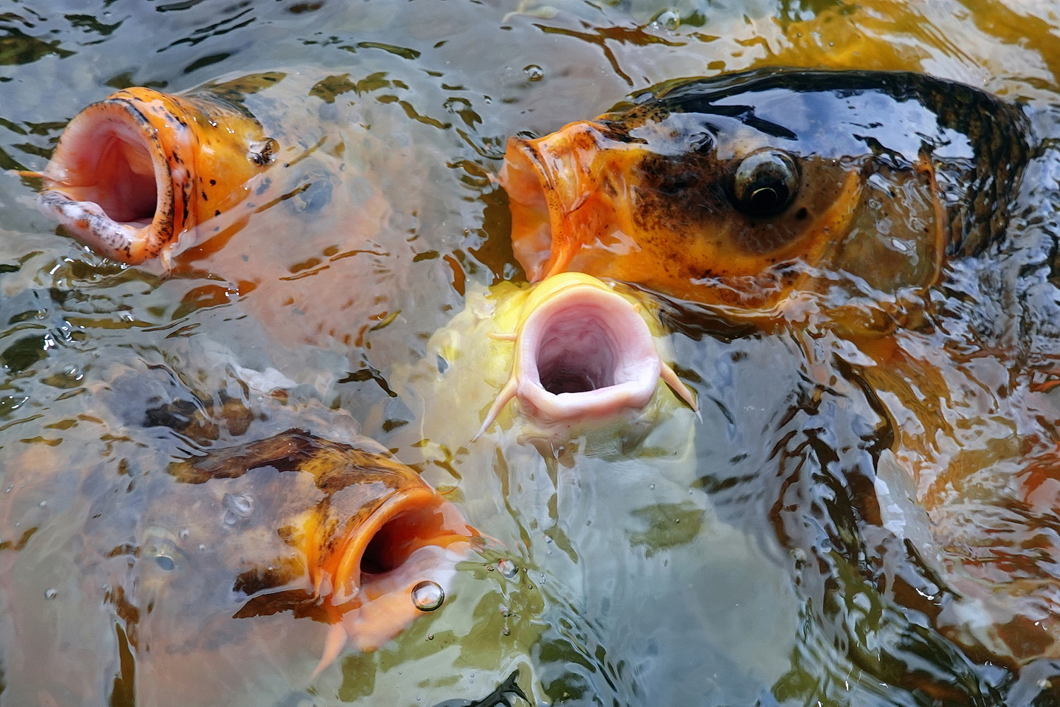 陳永鑑_錦鯉遊緃_20200812z10.jpg