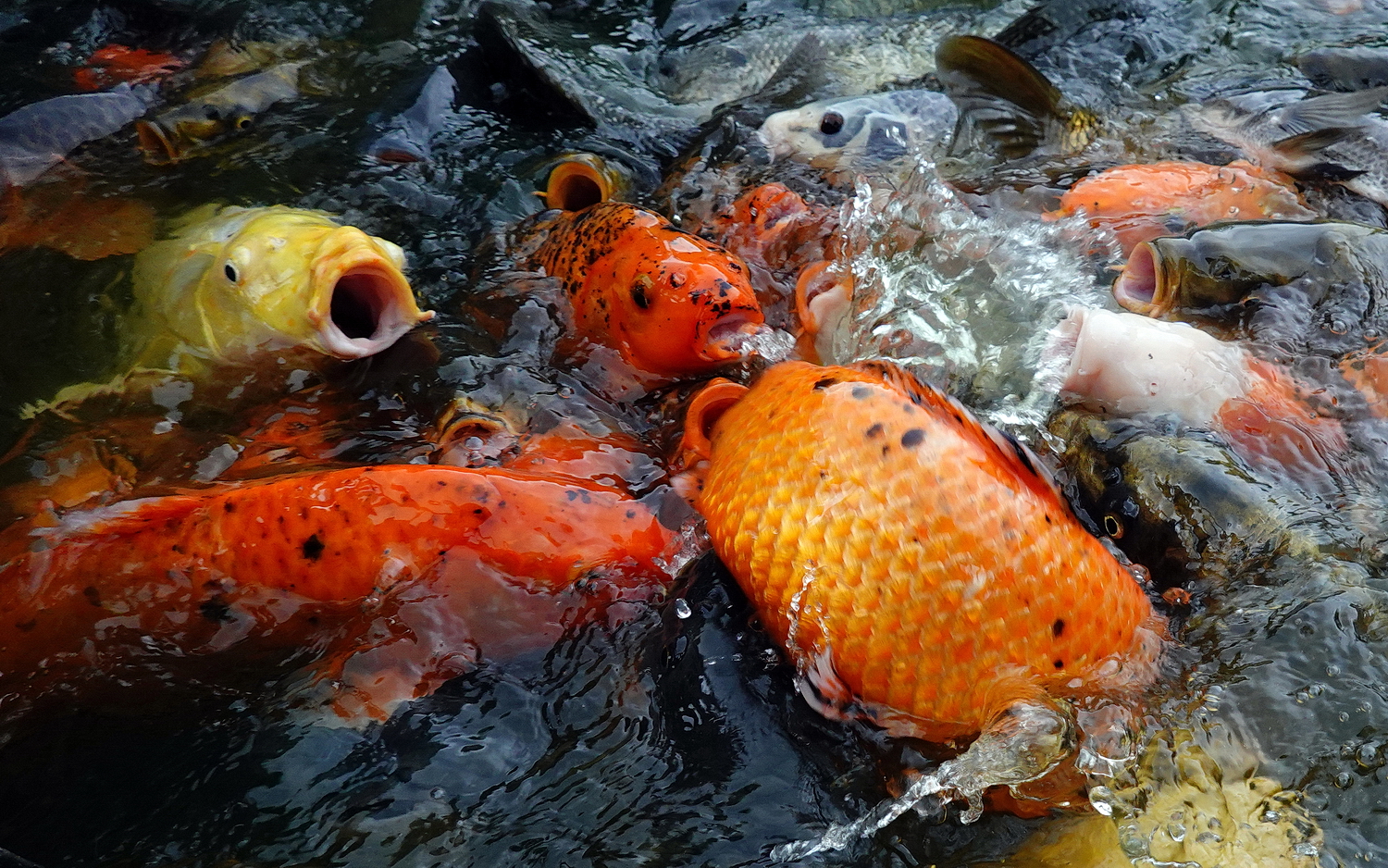 陳永鑑_錦鯉遊緃_20200813i.jpg