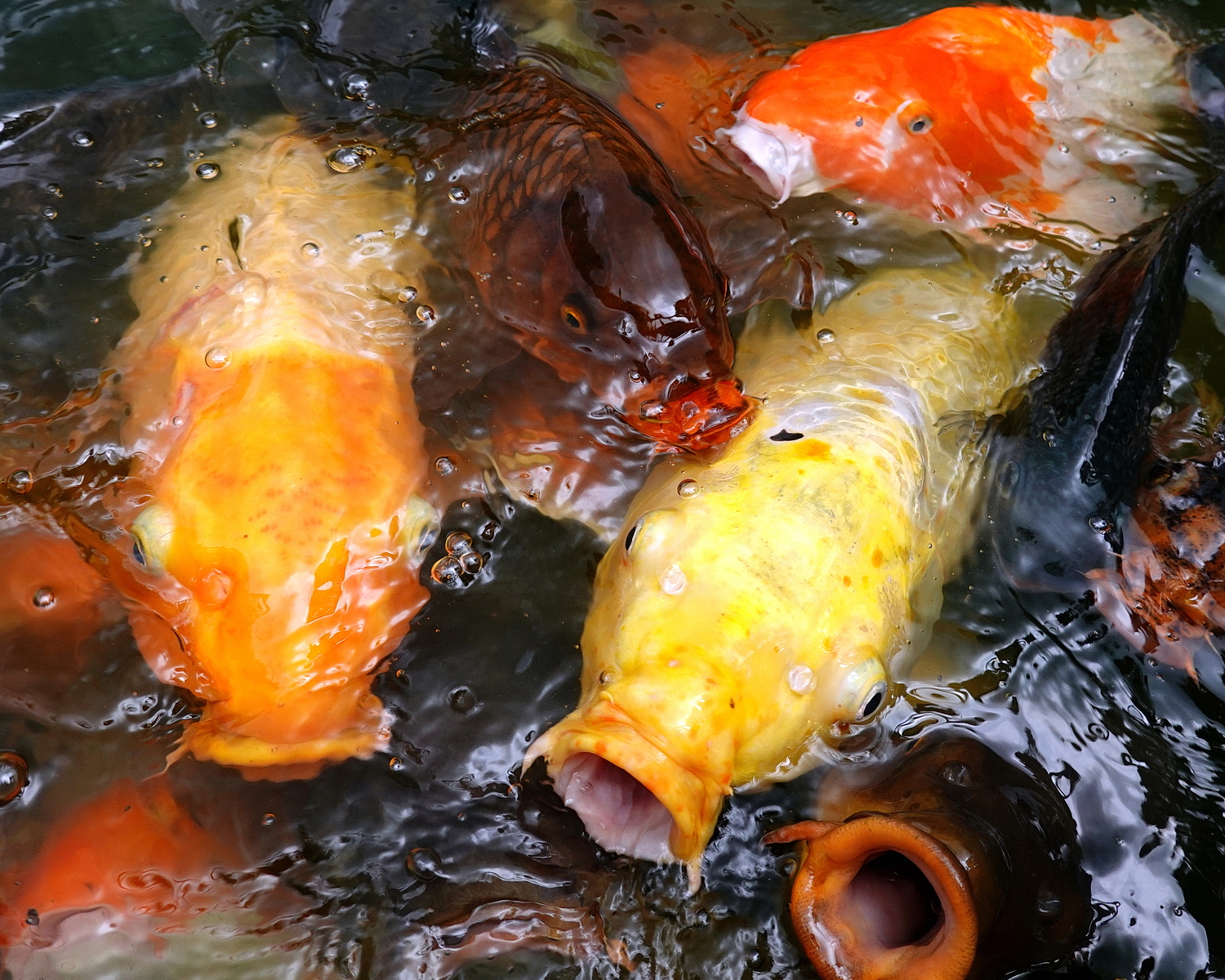 陳永鑑_錦鯉遊緃_20200813g.jpg