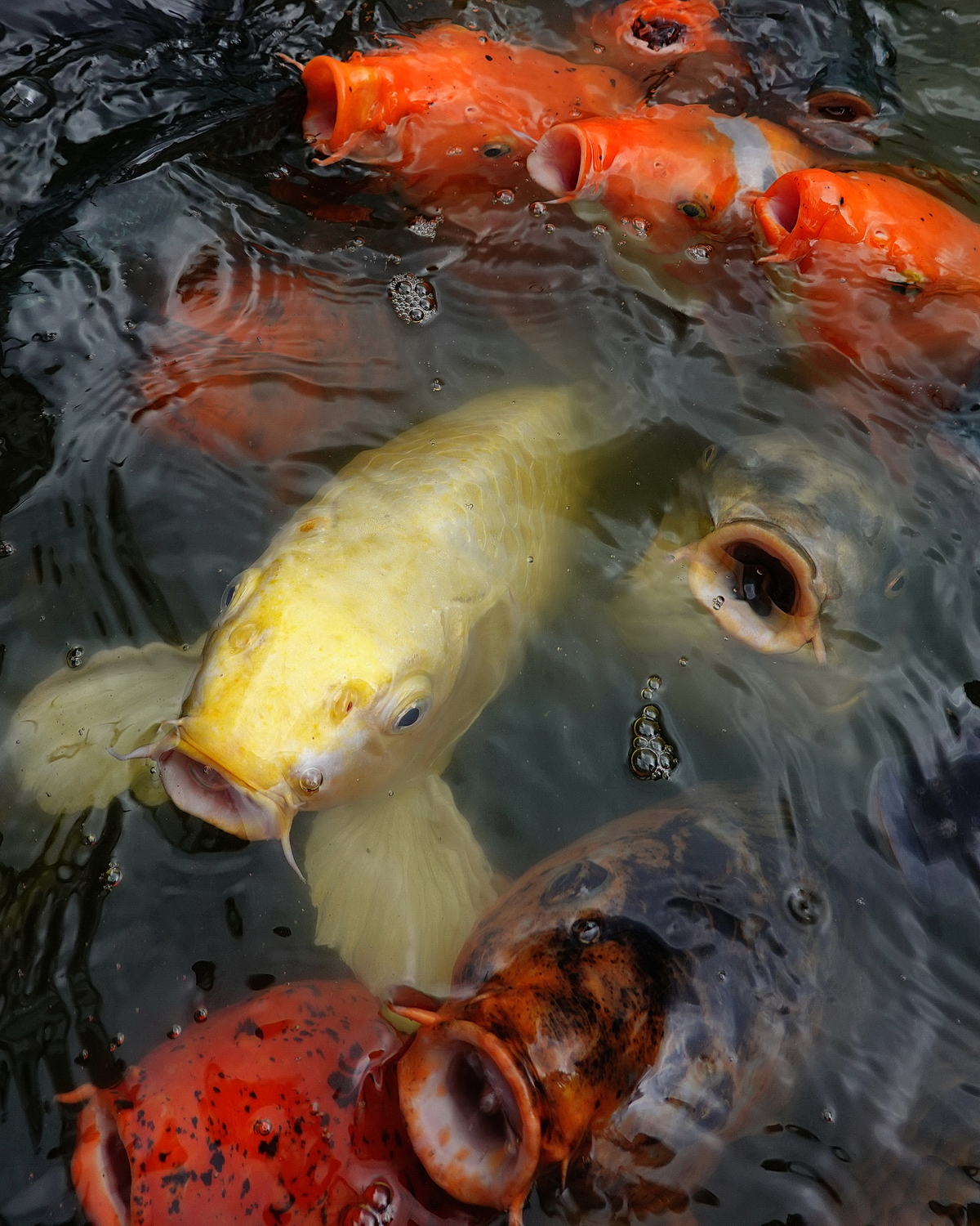 陳永鑑_錦鯉遊緃_20200813e.jpg