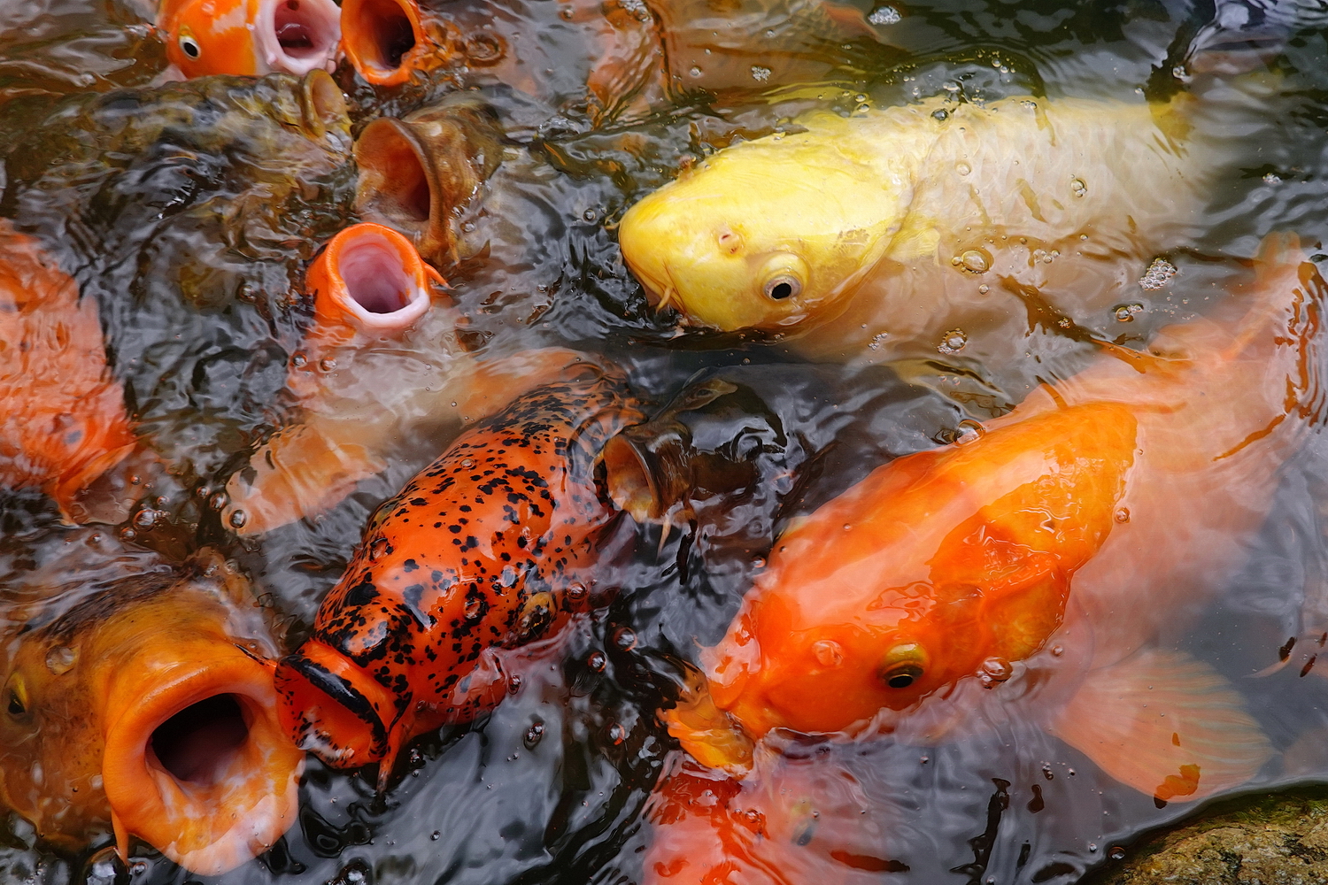陳永鑑_錦鯉遊緃_20200813d.jpg