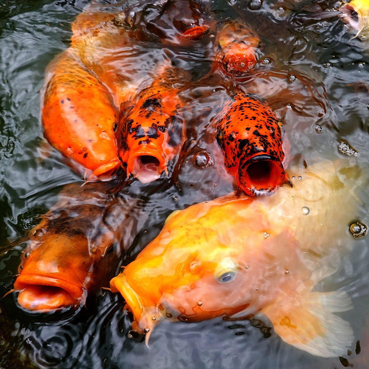陳永鑑_錦鯉遊緃_20200813b.jpg