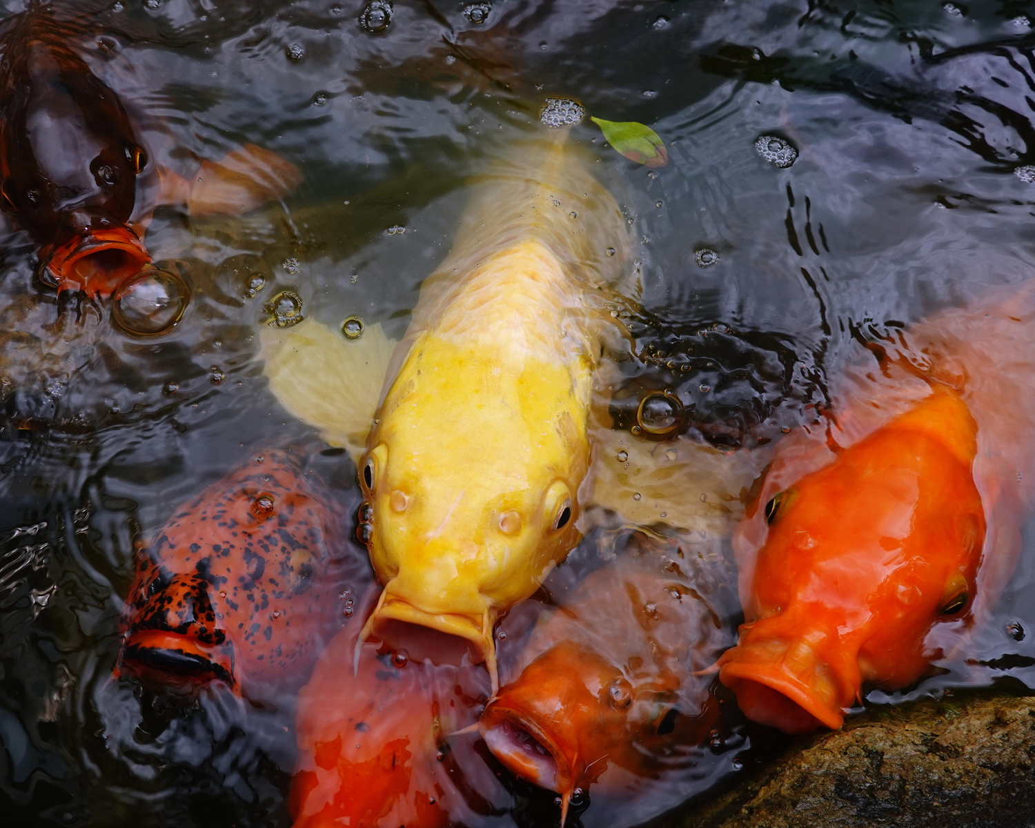 陳永鑑_錦鯉遊緃_20200813c.jpg