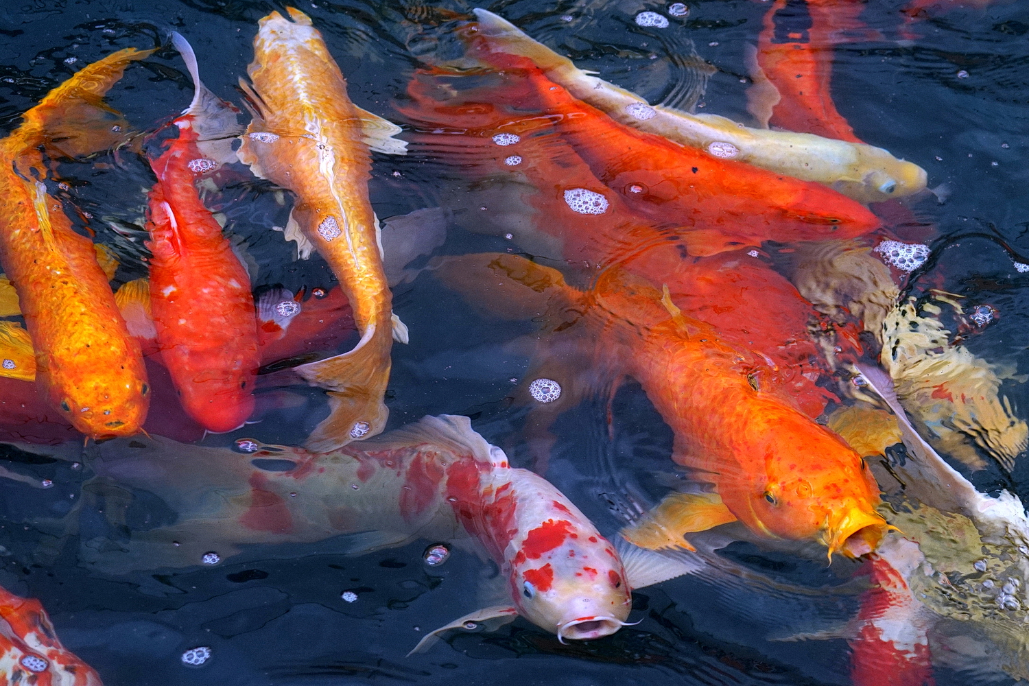 陳永鑑_錦鯉遊緃_20200822d.jpg