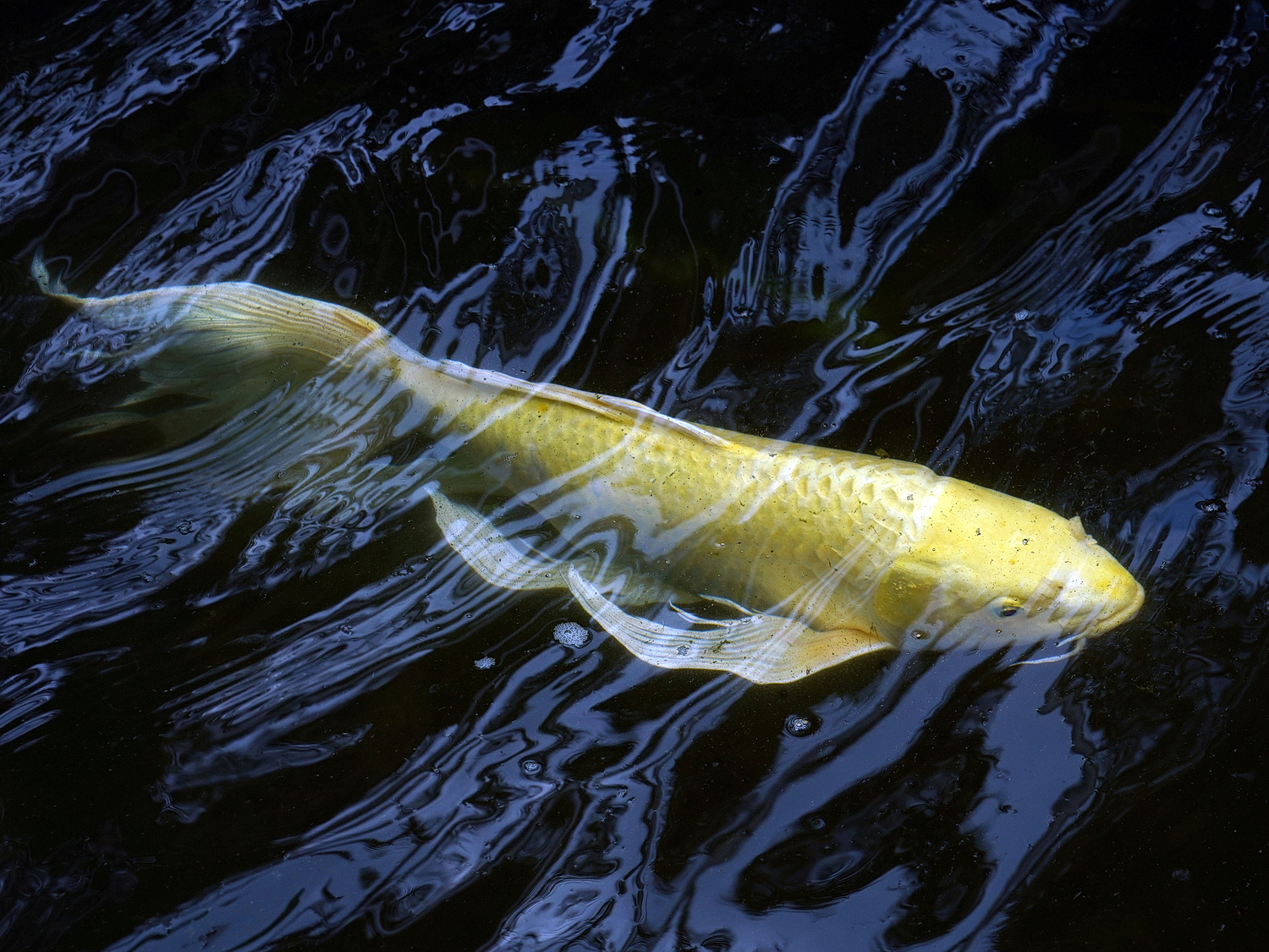 陳永鑑_錦鯉遊緃_20200823g.jpg