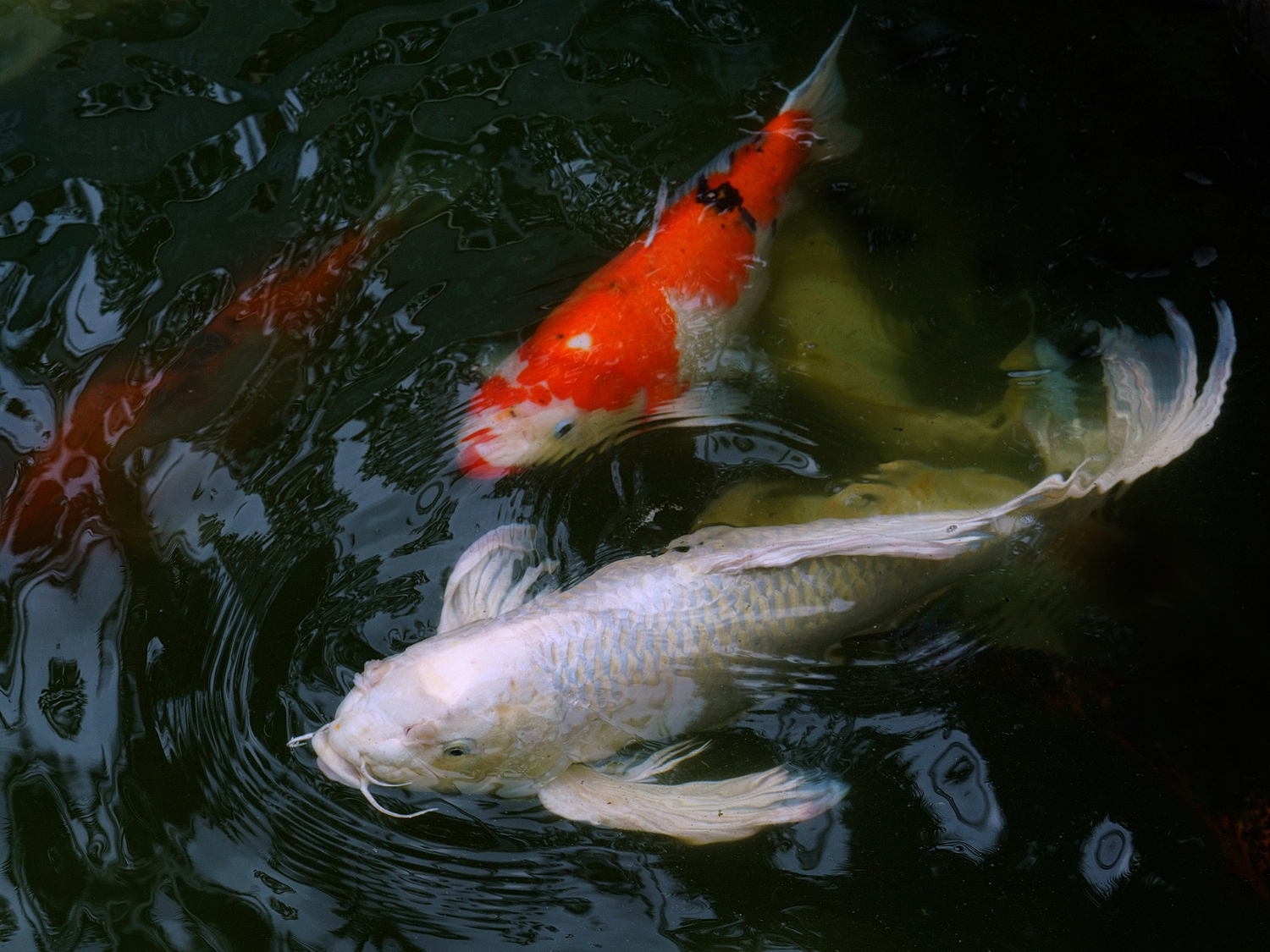 陳永鑑_錦鯉遊緃_20200823e.jpg