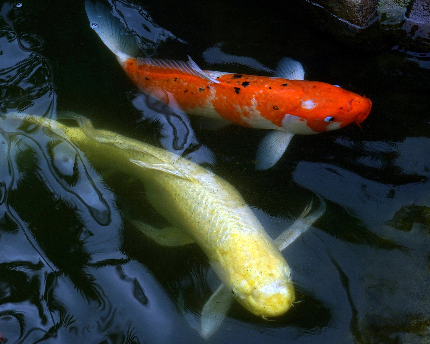 陳永鑑_錦鯉遊緃_20200823d.jpg