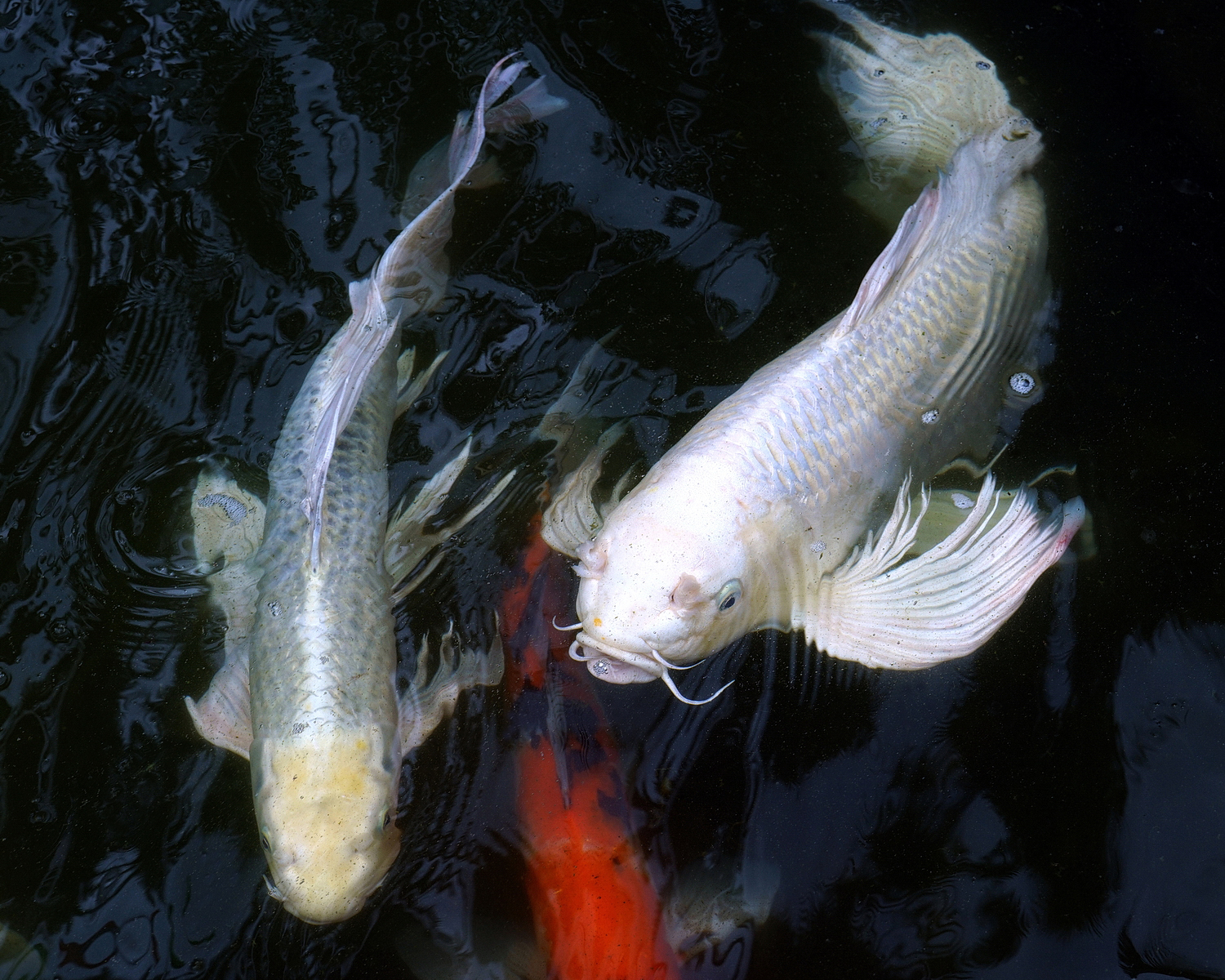 陳永鑑_錦鯉遊緃_20200823c.jpg