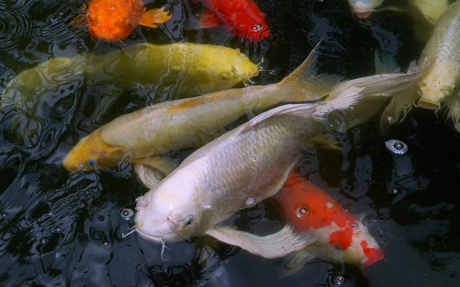 陳永鑑_錦鯉遊緃_20200823l.jpg