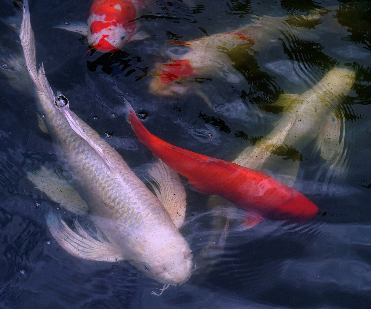 陳永鑑_錦鯉遊緃_20200823k.jpg