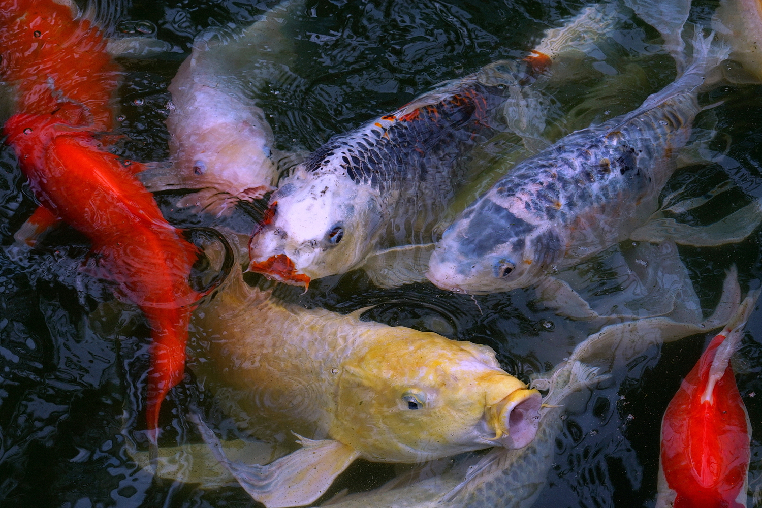 陳永鑑_錦鯉遊緃_20200823i.jpg