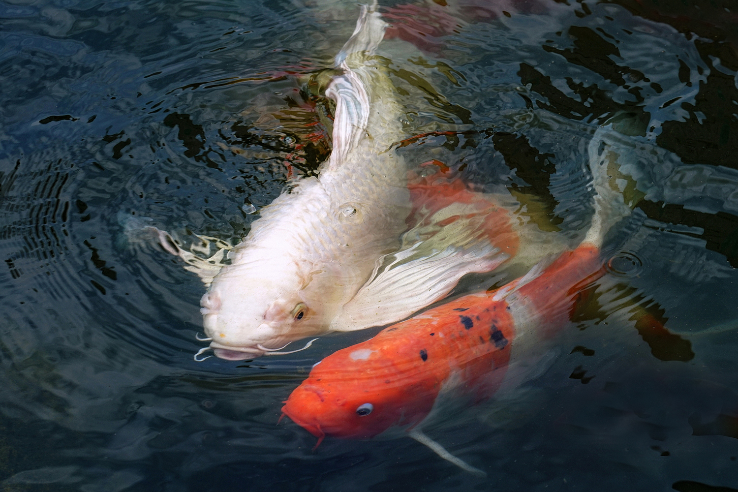 陳永鑑_錦鯉遊緃_20200825c.jpg