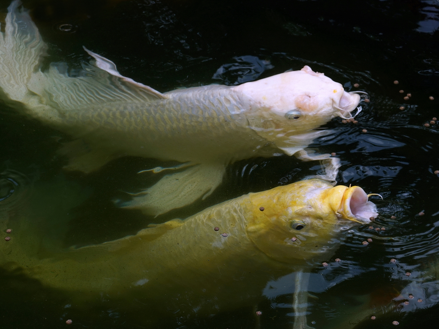 陳永鑑_錦鯉遊緃_20200825a.jpg