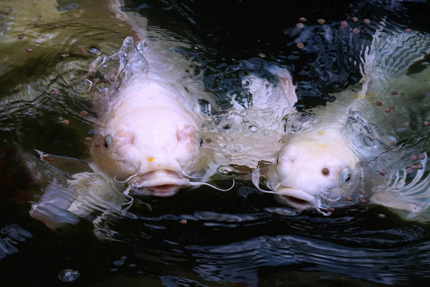 陳永鑑_錦鯉遊緃_20200825b.jpg